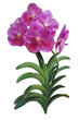 Beautiful tropical flowers pink purple Vanda orchids flowers with green leaves