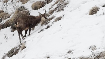 Wall Mural - Alpine chamois male eats grass under snowfall (Rupicapra rupicapra)