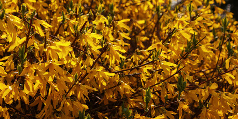 Wall Mural - branch of forsythia in yellow blossom. spring nature background