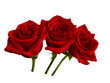 Three dark red roses with a shadow on a white background