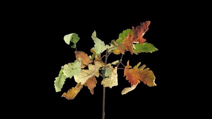 Wall Mural - Time lapse of drying Acer tree leaves with ALPHA transparency channel isolated on black background
