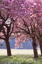 Amazing Pink Cherry Blossom Trees In Norfolk