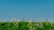 © RocknRoller Studios - Spring Field Background with copy-space. Nature Scene with Long Grass, Wild Flowers and Clear Blue Sky.