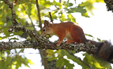 squirrel on a tree finding acorns