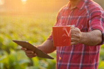 Wall Mural - Farmer standing in the tobacco field at morning time,  and holding red coffee cup. Dringking coffee and agriculture concept.