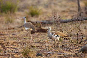 Poster - The Kori bustard (Ardeotis kori) steps through the yellow grass. Africa's largest flying bird in the yellow grass with another bird in the background.