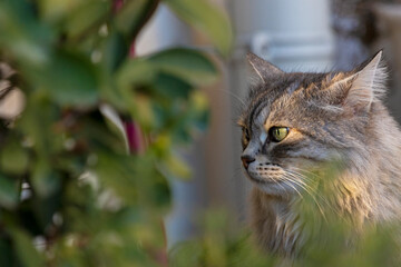 Wall Mural - silver version of siberian catr looking through the sunshine