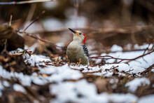 Red Bellied Woodpecker On A Snow-covered Forest Floor