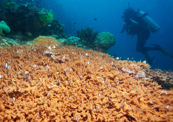 Wall Mural - undersea adventures