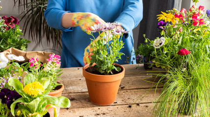 Spring decoration of a home balcony or terrace with flowers, woman transplanting a flower Osteospermum into a clay pot, home gardening and hobbies, biophilic design