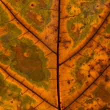 Close-up Detail View Of A Sycamore Leaf (Platanus Occidentalis)

As The Colors Change To The Beautiful Hues Of Fall.