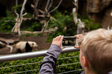 Boy Taking A Photo Of Panda At The Zoo