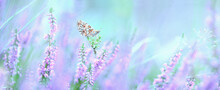 Dreamy Heather Flowers Bloom, Grass, Butterfly Close-up Panorama. Macro With Soft Focus. Spring Floral Greeting Card Template. Pastel Toned. Nature Greeting Card Background