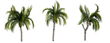 Different Queen Palm Trees Isolated On PNG Transparent Background - Use For Architectural Or Garden Design - 3D Illustration