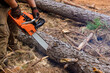 © ungvar - There is employee cutting trees with chainsaw during process of chopping down trees which results in destroying forest.