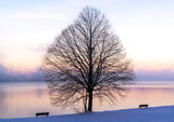 Fototapeta Sawanna - Baumsilhouette und Bänke auf Ufer des Kochelsees am frühen Morgen im Winter mit Nebel