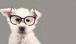 illustrazione creata con intelligenza artificiale di simpatico cucciolo di cagnolino con occhiali da vista, luci di studio, libri, cane che legge, cultura