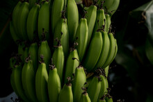 Green Bananas Growing In A Bunch