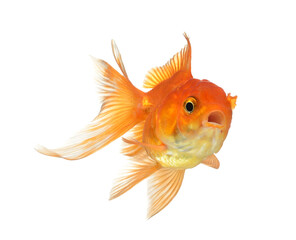 Wall Mural - gold fish isolated on transparent png