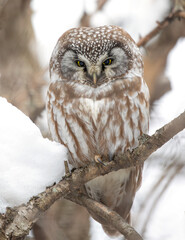 Wall Mural - A Boreal owl perched in on a tree branch during winter in Canada