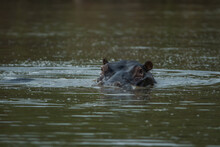 Hippopotamus Raises Head Above Water