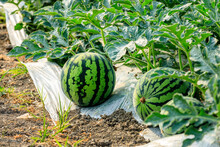 Watermelon On The Green Watermelon Plantation In The Summer. Agricultural Watermelon Field.