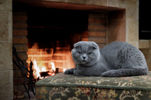 A Lop-eared Cat By The Fireplace On A Patterned Pouffe.