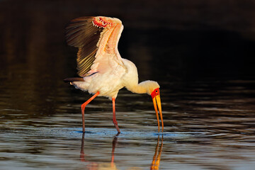 Wall Mural - yellow-billed stork (mycteria ibis) foraging in shallow water, kruger national park, south africa.