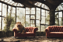 Powerful Lion Roaring In A Majestic And Regal Pose On A Red Victorian-style Couch In An Abandoned Greenhouse