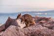 a rock wallaby standing on a rock