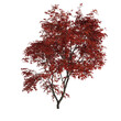3d illustration of acer ginnala tree isolated on transparent background