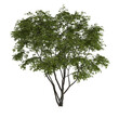 3d illustration of acer ginnala tree isolated on transparent background