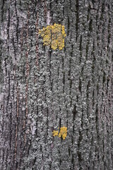 yellow moss, yellow lichen on tree, lemon moss on bark, moss on tree  texture of gray tree bark, old bark of poplar bough tree, poplar gray bark close-up, wood texture close-up 