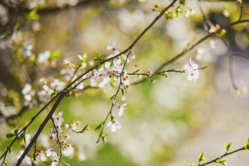 Wall Mural - Beautiful apprle tree in full bloom on a spring day