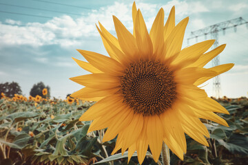 Wall Mural - Sonnenblumenfeld - Sunflower - Field - Ecology - Environment - Agriculture - High quality photo - Bioeconomy - Photo Wallpaper