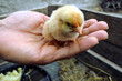 Mały kurczak siedzący na dłoni.  