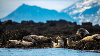 Wall Mural - group of cute harbor seals relaxing lying on rocks on ytri tunga in iceland; cute arctic wildlife