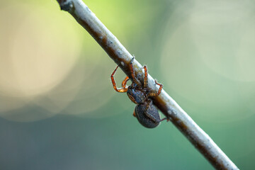 Wall Mural - A spider crawls along a branch in the summer in the garden. Wild nature.