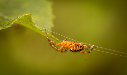 Wall Mural - Spider-cross on its web against a natural background. Wild nature.