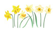 Vector set of white and yellow daffodils