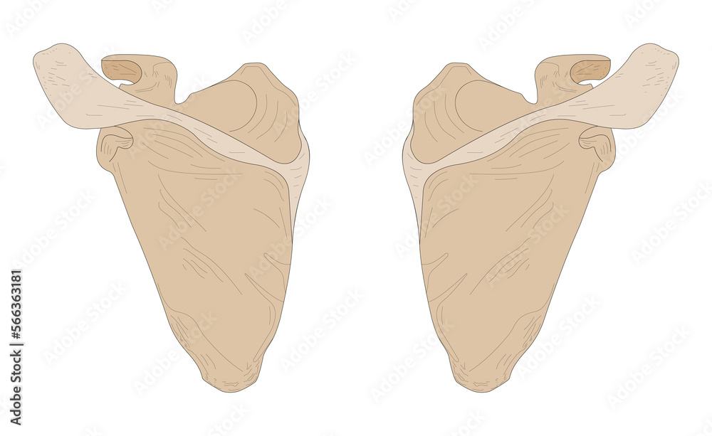 Left Scapula and Right Scapula. Posterior (dorsal) view.