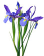 Iris bleu de Hollande	