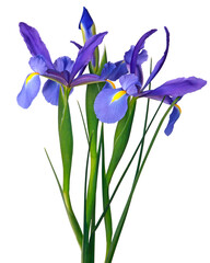 Wall Mural - iris bleu de hollande