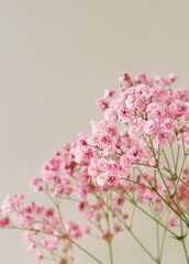 Wall Mural - Flowers background.Pink gypsophila flowers or baby's breath flowers close up on beige background selective focus . Copy space. Poster.