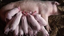 Fertile Sow Lying On Hay And Piglets Suckling In Barn.