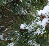 Fototapeta  - Ośnieżone gałęzie i szyszki na krzewie jałowca