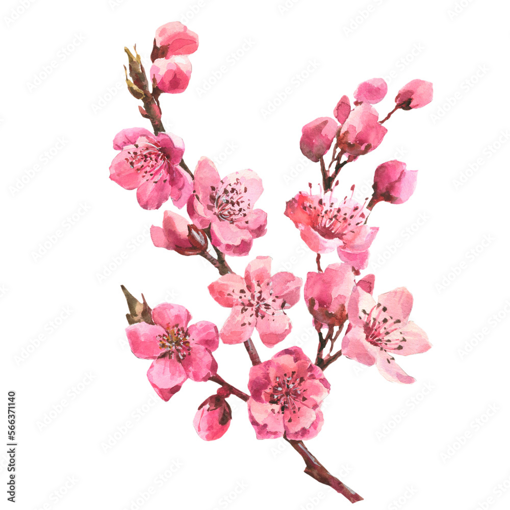 Watercolor branch blossom sakura, pink cherry tree, flowers set ...