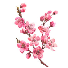 Watercolor Branch Blossom Sakura, Pink Cherry Tree, Flowers Set Isolated On Transparent Background. Wedding Card. Birthday Card.