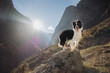 A black and white dog of the border collie breed at a beautiful sunset high in the mountains stands on a rock 