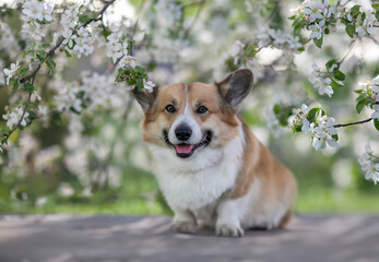 Sticker - cute corgi dog puppy sitting in a spring garden among apple blossoms